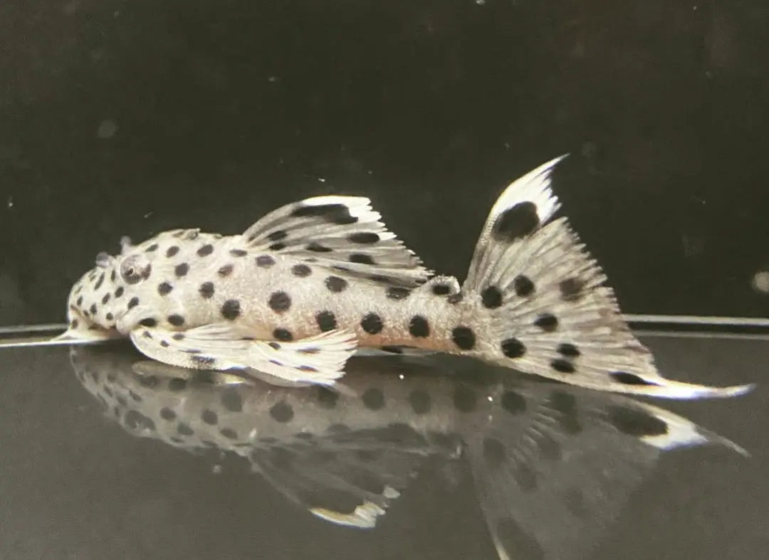 Weißspitzen Rüsselzahnwels - leporacanthicus joselimai L264 🐟⚪ AquaTimo