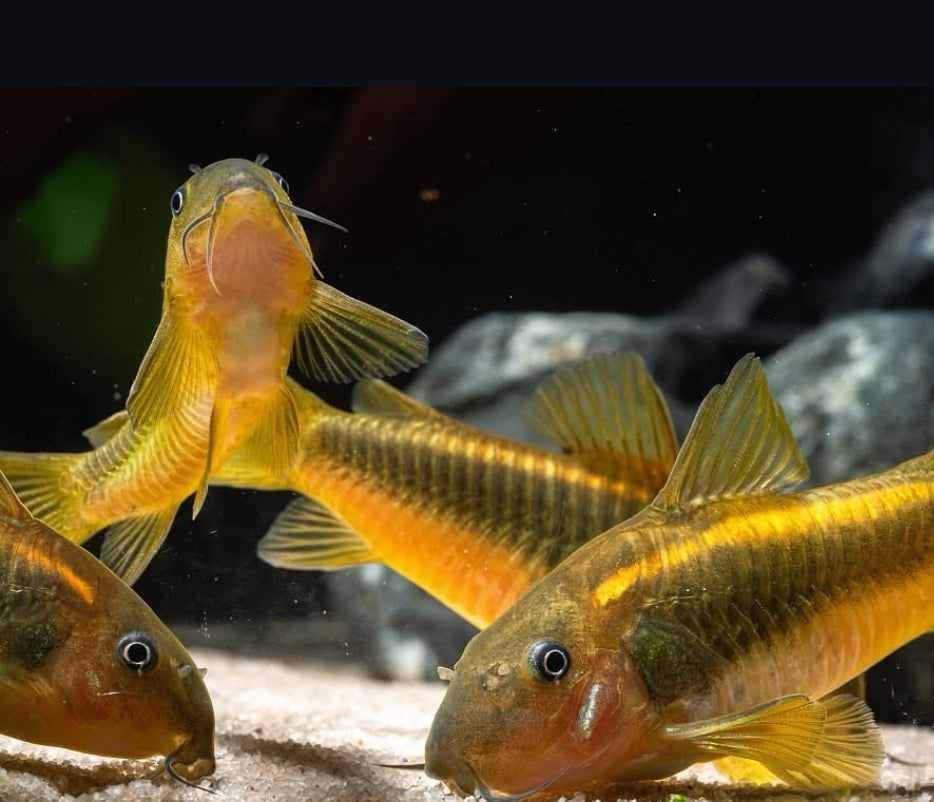Metallpanzerwels „Gold Stripe“ – Corydoras aeneus var. „gold stripe“ ✨🐟 CW010