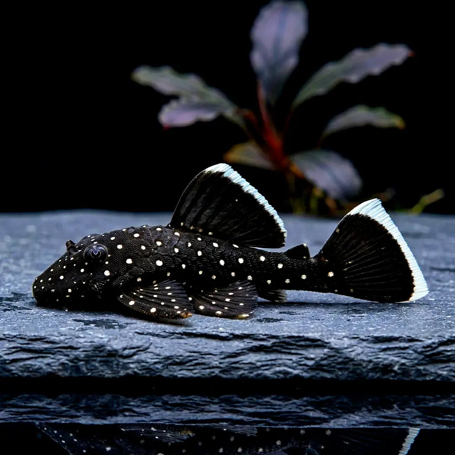 L183 Weißsaum Ancistrus – Ancistrus dolichopterus var. "L183" 🐠🌿 AquaTimo