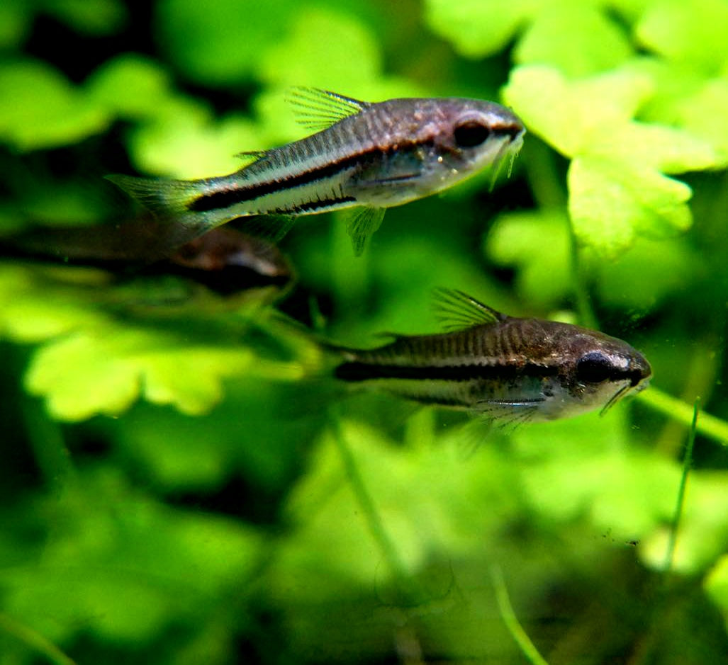 Corydoras Pygmaeus Zwergpanzerwels - aus Liebevoller Zucht