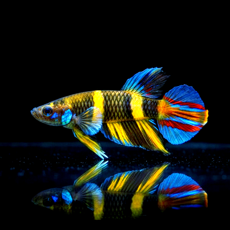 Ringelhechtling - Epiplatys annulatus aus Liebevoller Zucht ca 2 cm groß