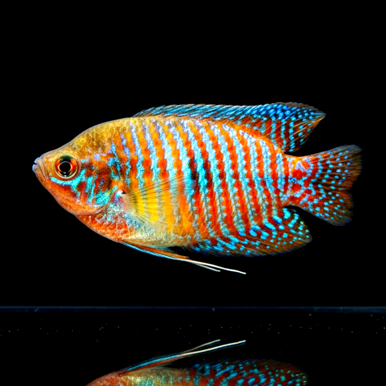 Colisa lalia (Zwergfadenfisch) Fadenfisch