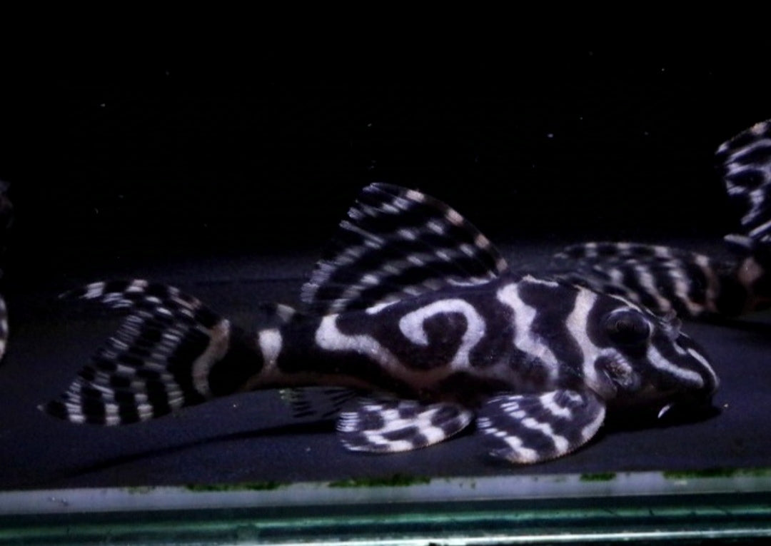 L236 Welse: Iriri-Harnischwels, Hypancistrus spec. ca 5 cm