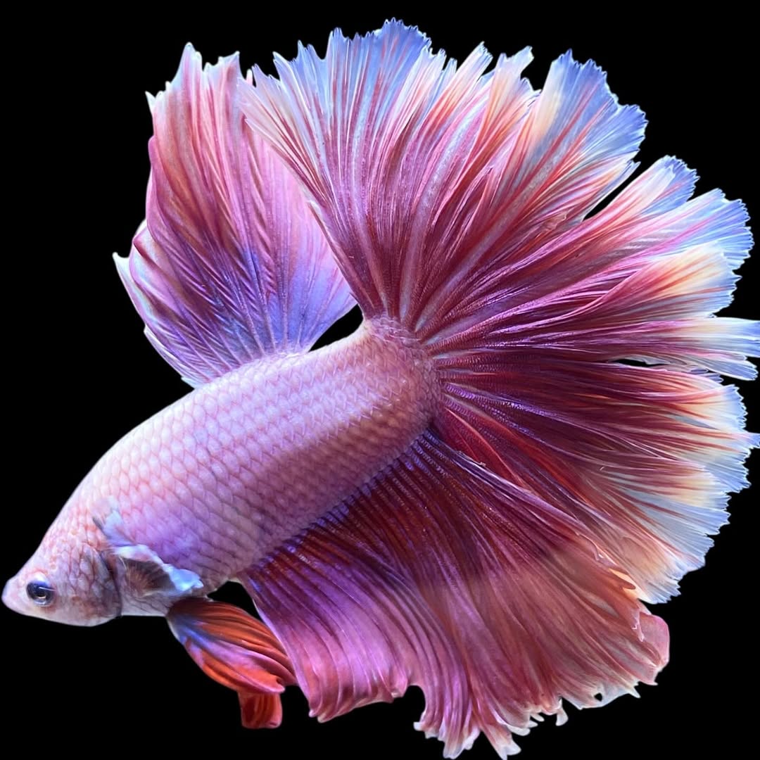 Betta splendens "Halfmoon Purple" – Farbenfroher Kampffisch mit spektakulärer Färbung