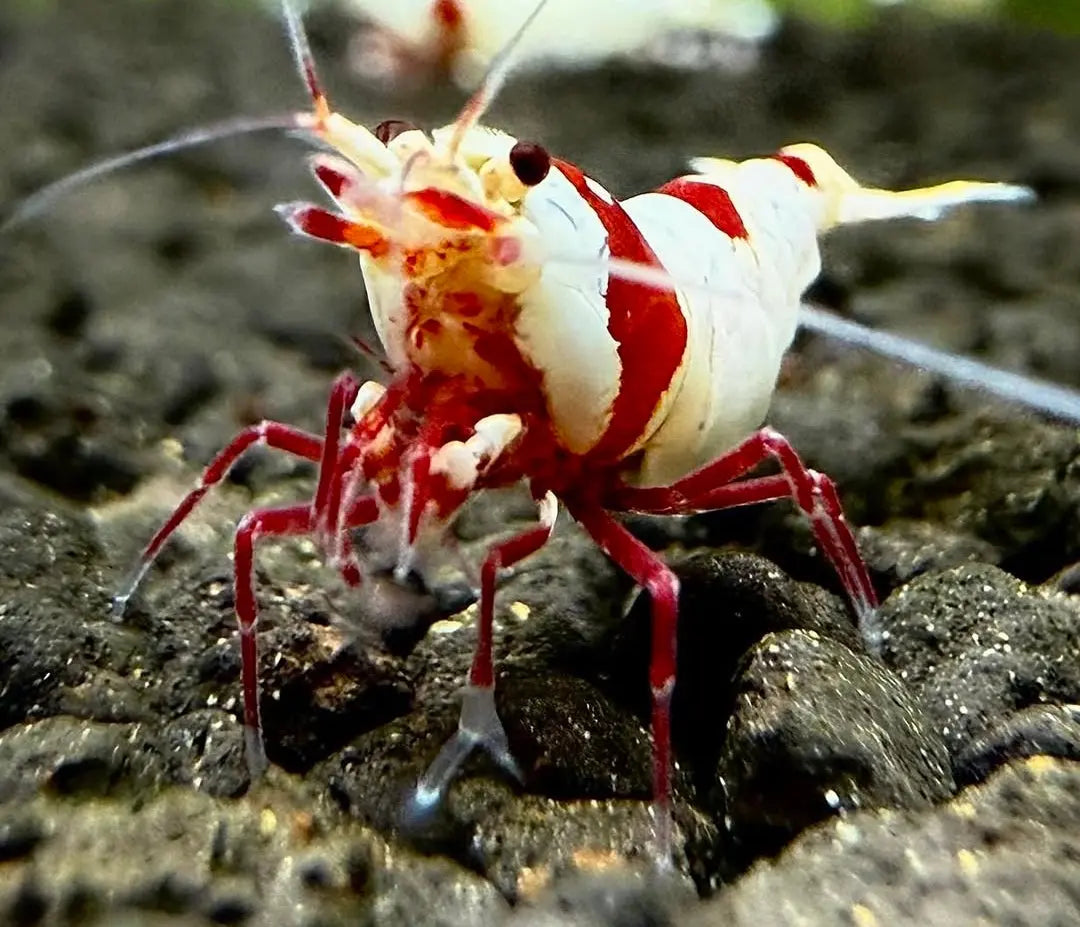 Caridina logemanni - Zwerggarnele ❤️🤍 "Kristal Red" K2-K4 AquaTimo