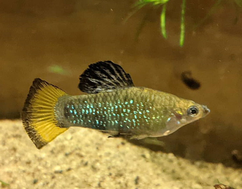 Kuba Kärpfling Perugia – Limia perugiae 🐠🌿