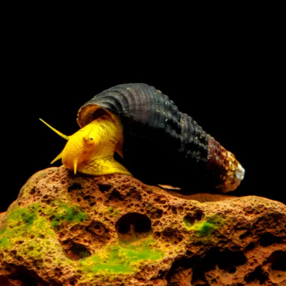 Tylomelania spec. „Mini Yellow“ - Yellow Mini Tylo AquaTimo