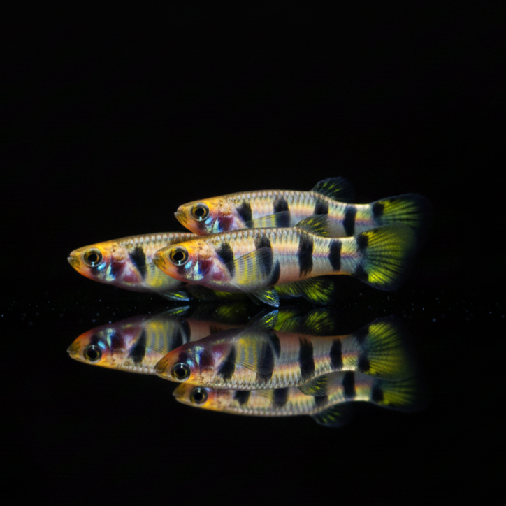 Querbandhechtling – Epiplatys dageti dageti 🐟🌿