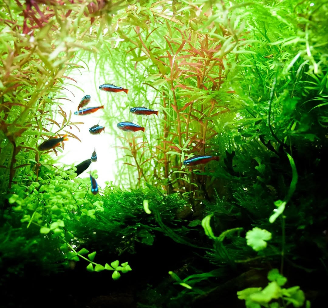 Roter Neonsalmler – Paracheirodon axelrodi