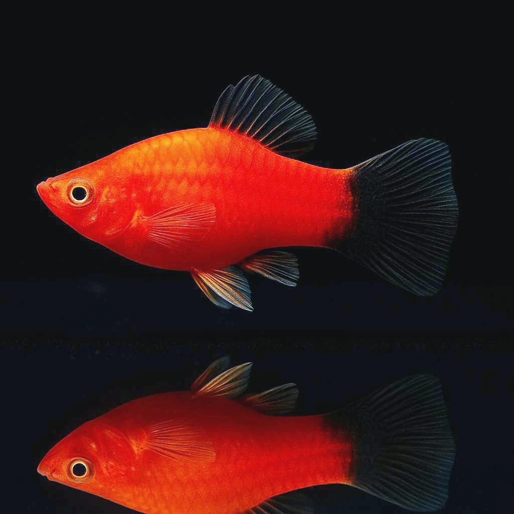 Platy Wagtail-MIX – Farbenfroher Blickfang für jedes Aquarium