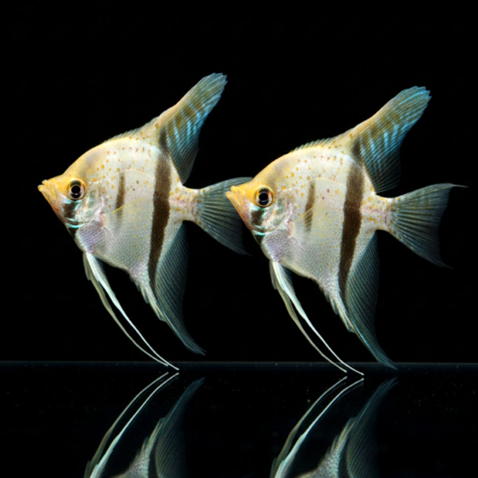 Skalar „Rio Negro“ – Naturform
Pterophyllum scalare RIO NEGRO 🌿🌎