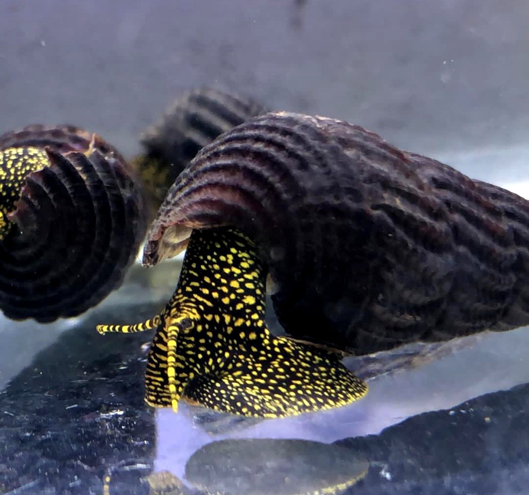Tylomelania cf. Toradjarum - Yellow Spot