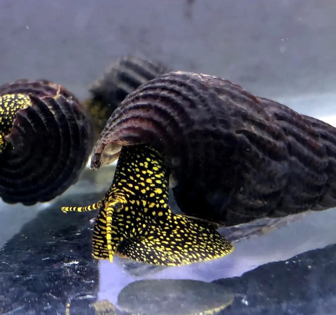 Tylomelania cf. Toradjarum - đđ€Yellow Spot AquaTimo