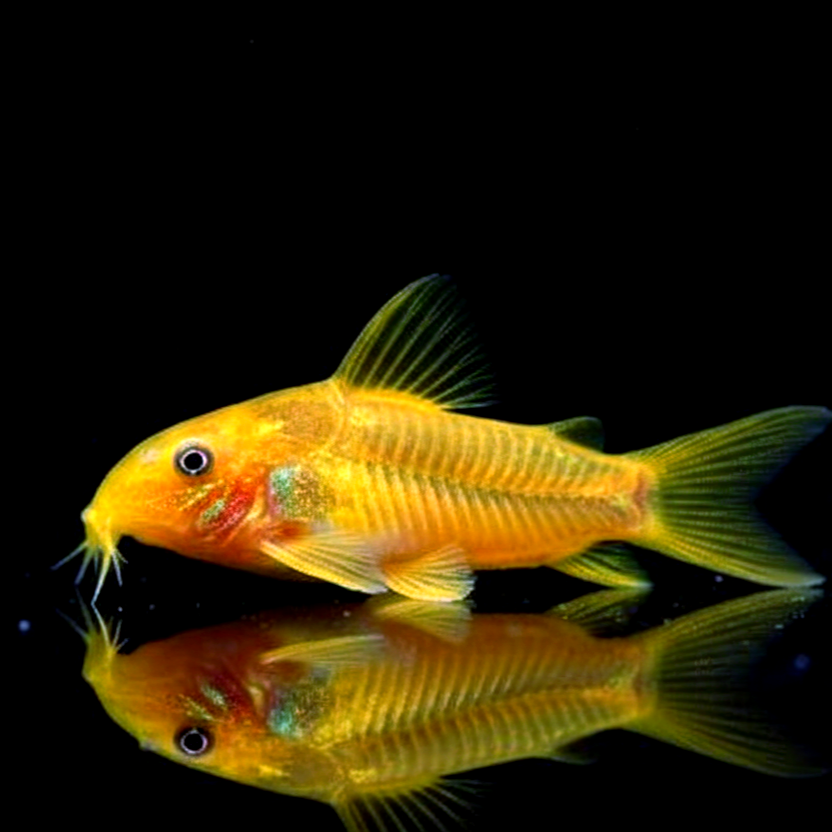 Metallpanzerwels „Gold Stripe“ – Corydoras aeneus var. „gold stripe“ ✨🐟 CW010
