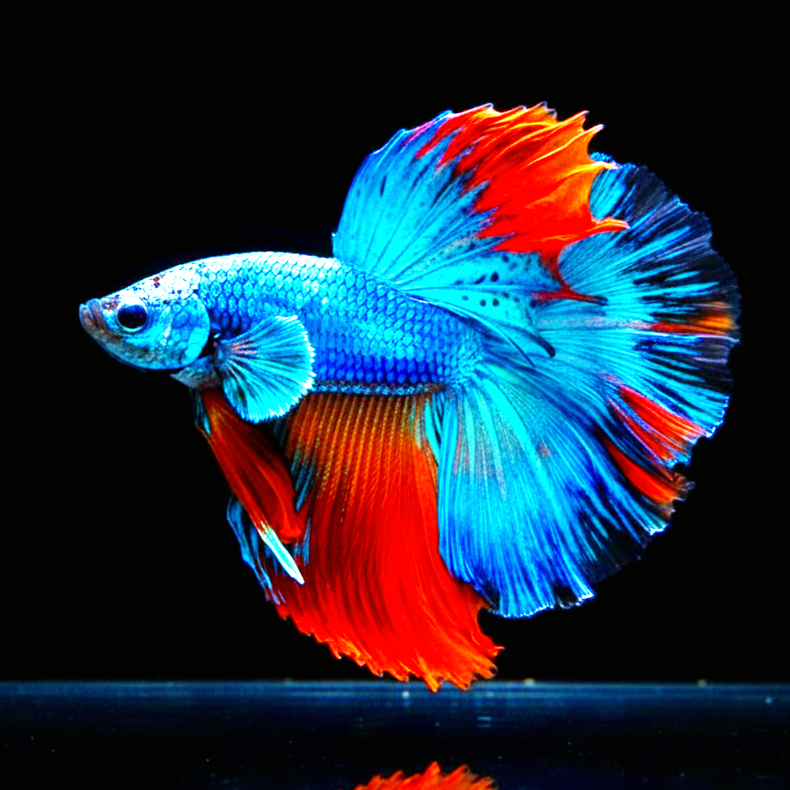 Betta splendens "Halfmoon Fancy Blue" – Farbenfroher Kampffisch mit spektakulärer Musterung