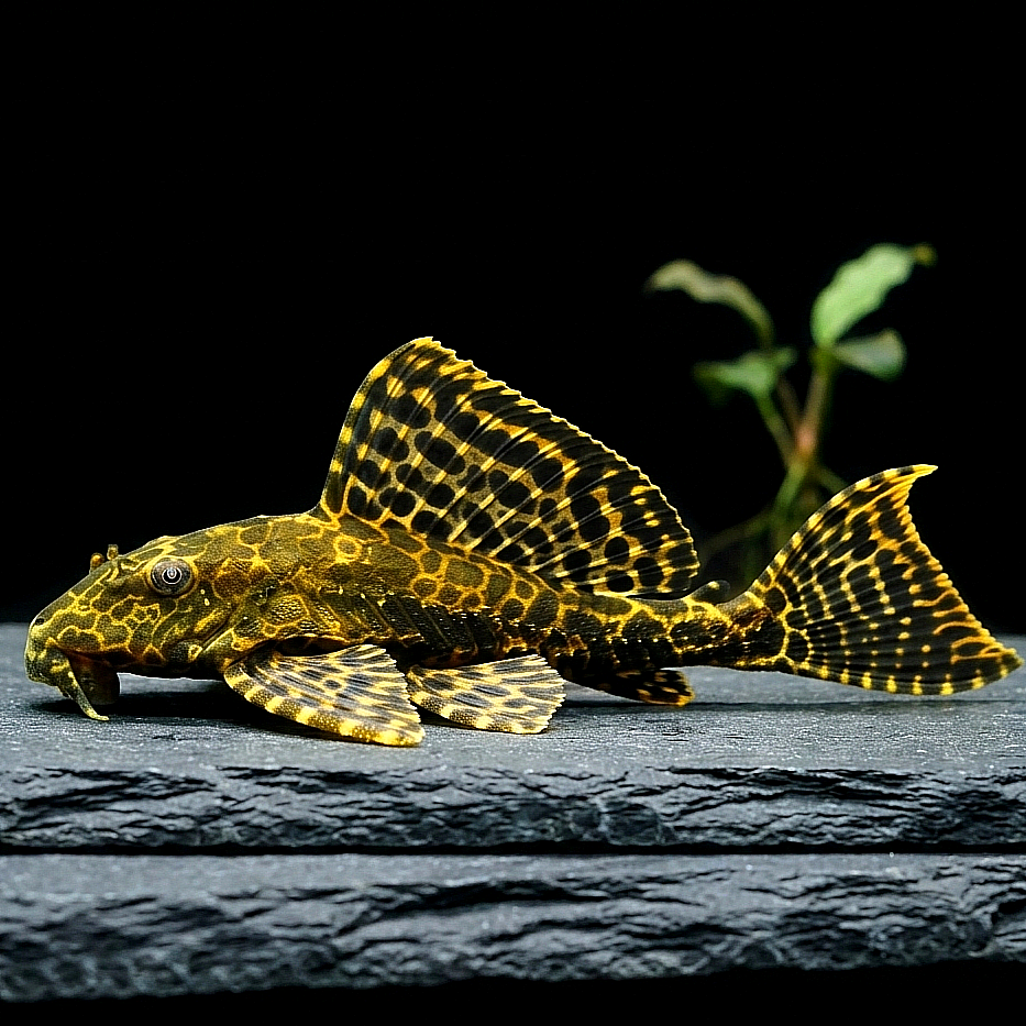 Wabenschilderwels – Pterygoplichthys gibbiceps (L165) 🐟🛡️