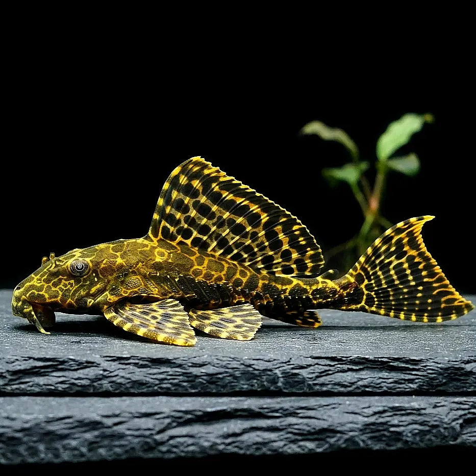 Wabenschilderwels – Pterygoplichthys gibbiceps (L165) 🐟🛡️ AquaTimo
