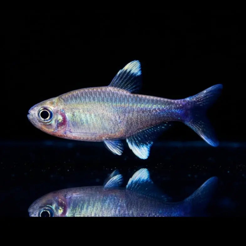 Nego Dagua-Tetra – Hyphessobrycon negodagua AquaTimo