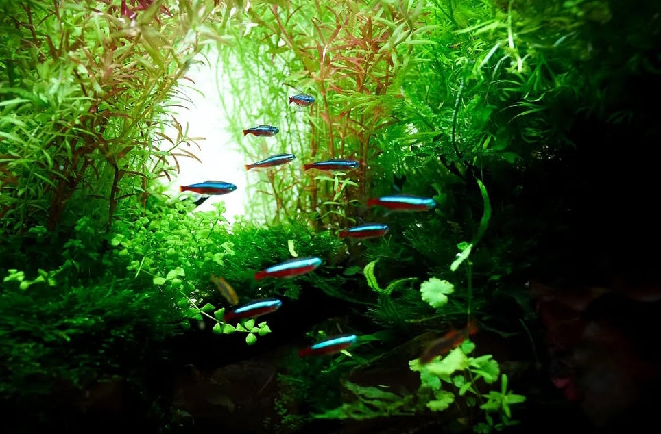 Roter Neonsalmler – Paracheirodon axelrodi