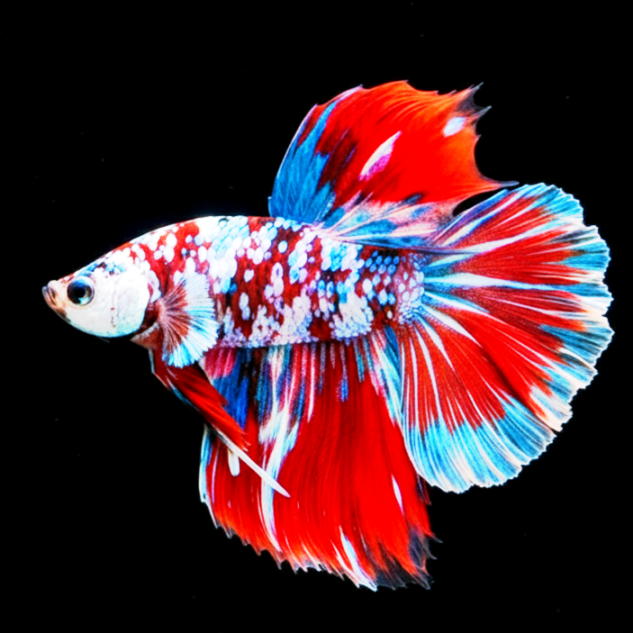 Betta splendens "Halfmoon Galaxy Candy" – Farbenfroher Kampffisch mit spektakulärer Musterung