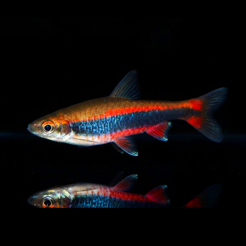 Längsbandziersalmler – Nannostomus beckfordi