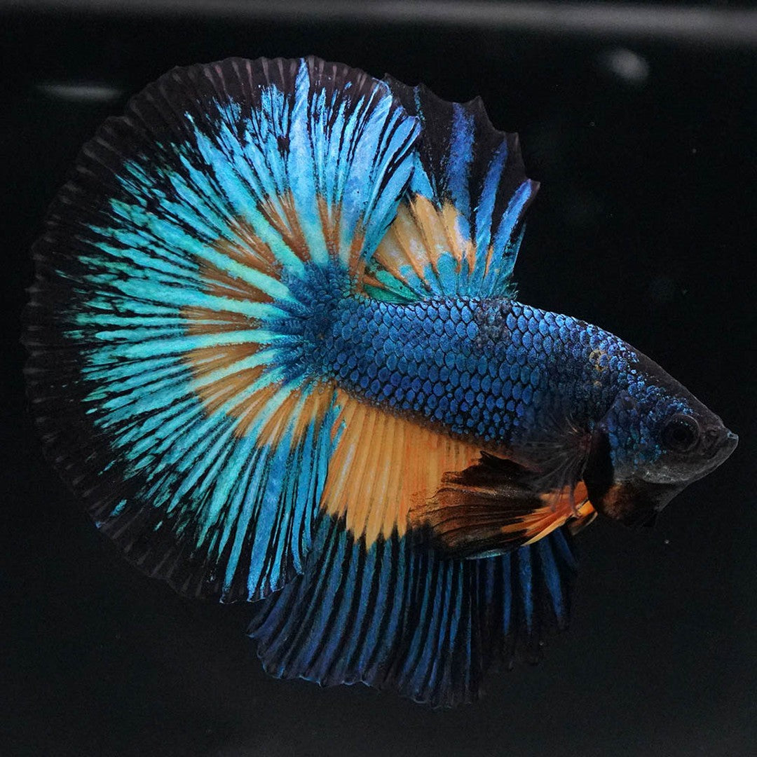 Betta splendens "Halfmoon Fancy Blue" – Farbenfroher Kampffisch mit spektakulärer Musterung