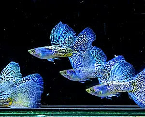 Hochzucht Guppy - đ Blue Grass AquaTimo