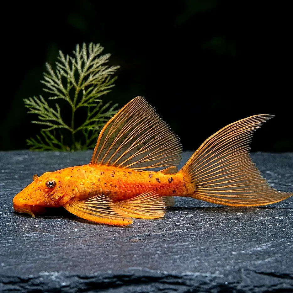 L016 Antennenwels Ancistrus sp. red LongFin - ❤️ Super Red AquaTimo
