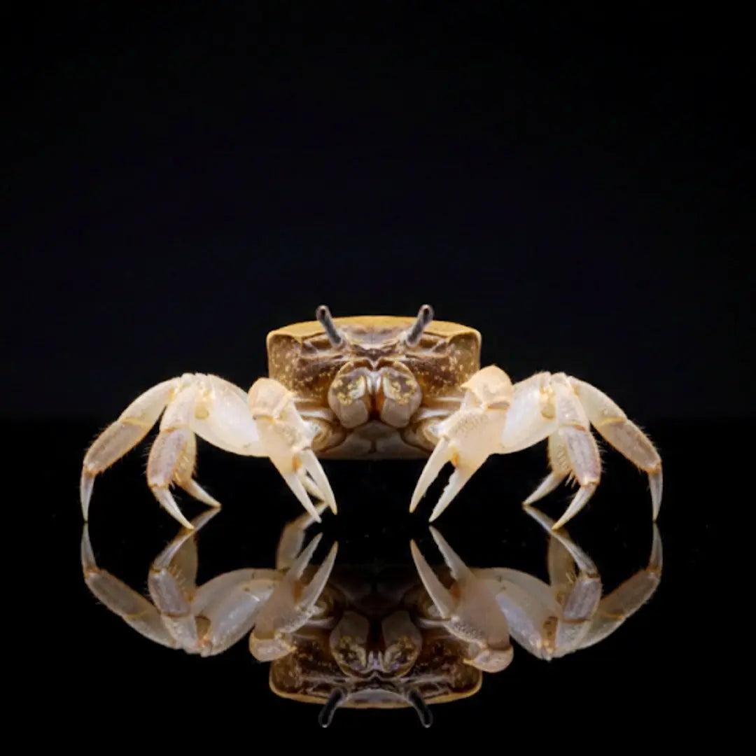 Unterwasserkrabbe „Zwergghost“ (Potamocypoda pugil) AquaTimo