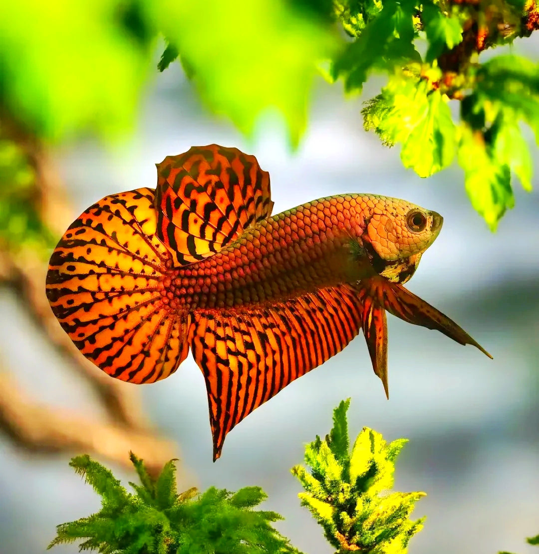 Betta splendens Kampffisch "Alien Red"