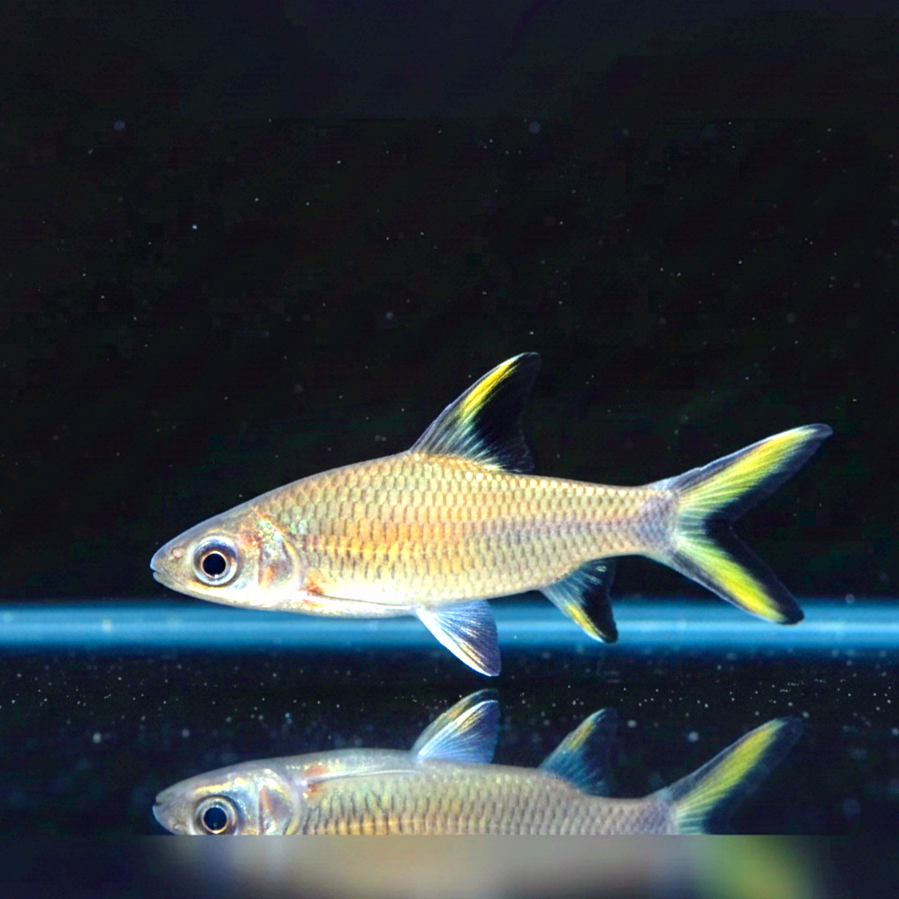 Haibarbe – Balantiocheilos melanopterus 🦈✨
