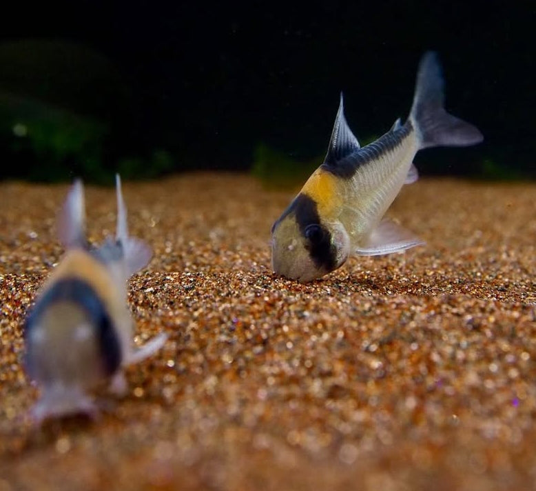 Goldstirnpanzerwels – Corydoras adolfoi 🧡🐟