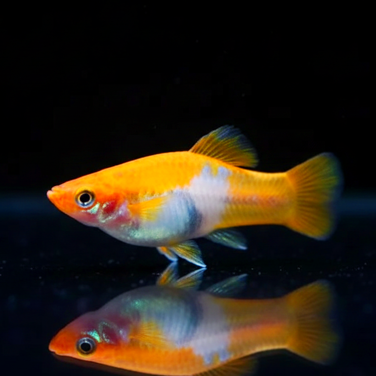 Schwertträger - Xiphophorus helleri „Koi Kohaku Wagtail“