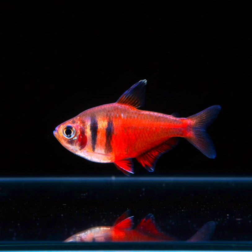 Hyphessobrycon flammeus - Roten von Rio