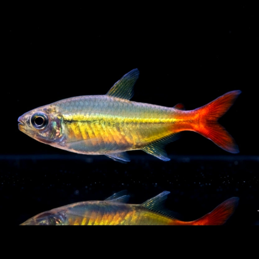 Copesalmler – Moenkhausia copei