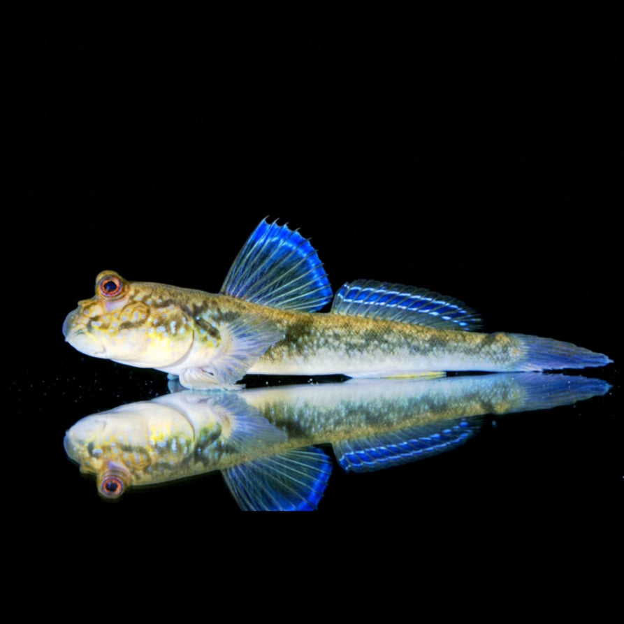 Afrikanischer Schlammspringer – Periophthalmus barbarus