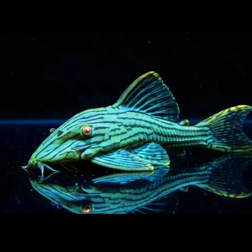 L190 Kaiser-Panaque – Panaque cf. nigrolineatus 👑🪵 AquaTimo