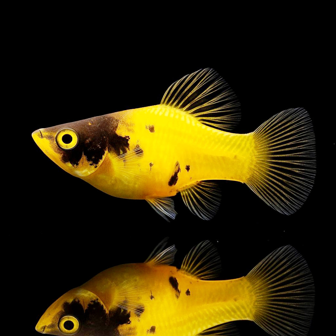 Platy Mix aus Liebevoller aufzucht