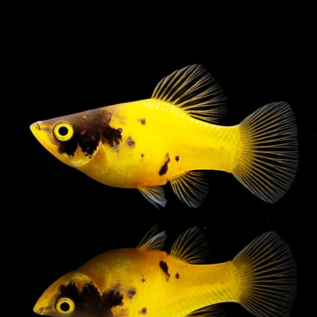 Platy - 💙❤️🧡💛 Wundertüte MIX AquaTimo