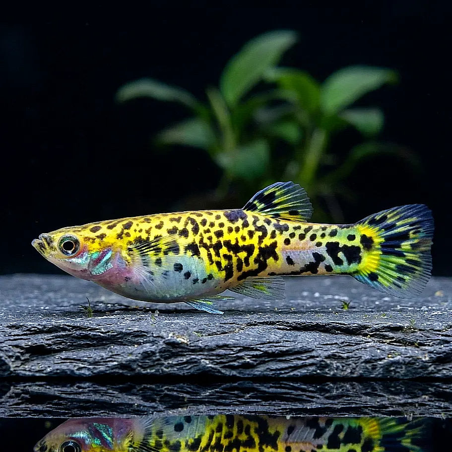 Gefleckter Kaudi – Phalloceros caudimaculatus AquaTimo