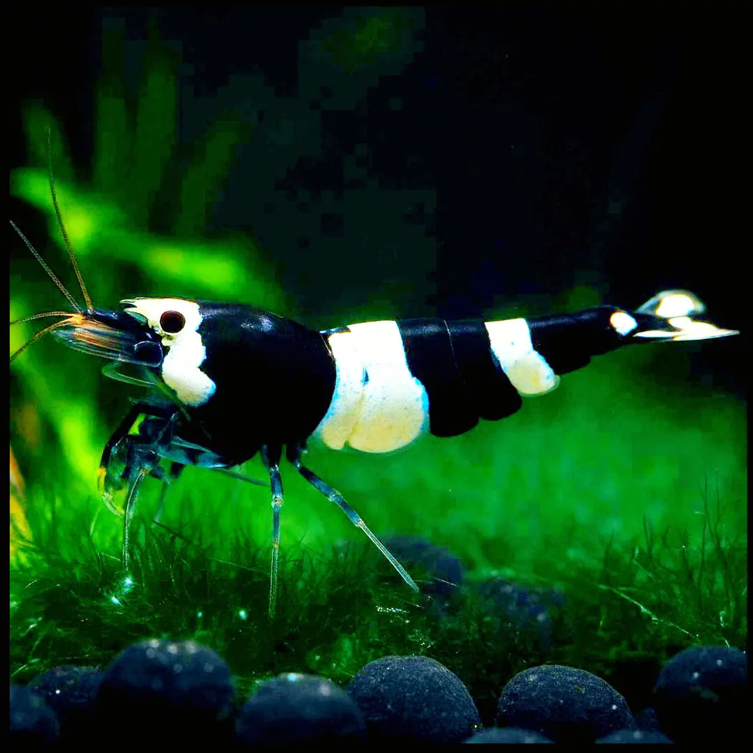 Caridina logemanni - Zwerggarnele 🐼 "Black Bee" K2-K4 AquaTimo