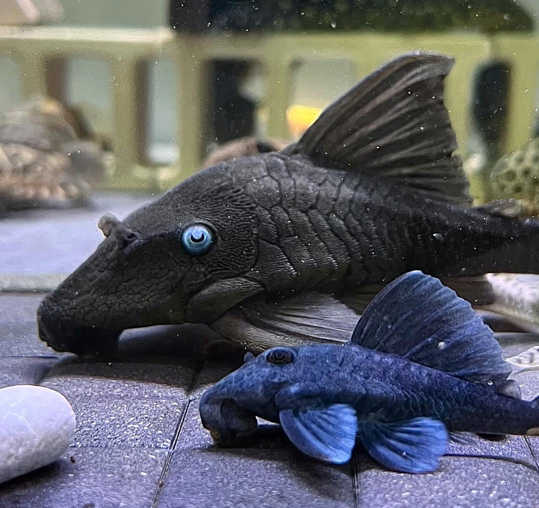 Blauaugen-Harnischwels – Panaque suttoni (Panaque suttonorum) 💙🐟  ca. 14-18 cm
