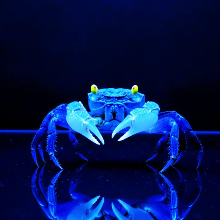 Vampirkrabbe „Blue Dream“ AquaTimo