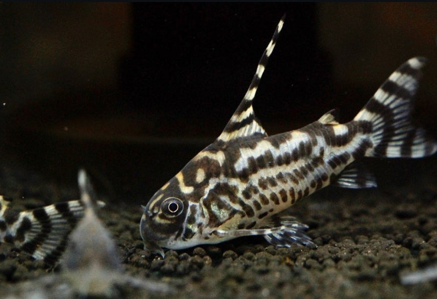 Corydoras sp. CW111 "Zebrina" – der elegante Zebra-Panzerwels mit hoher Rückenflosse 🐟⚡