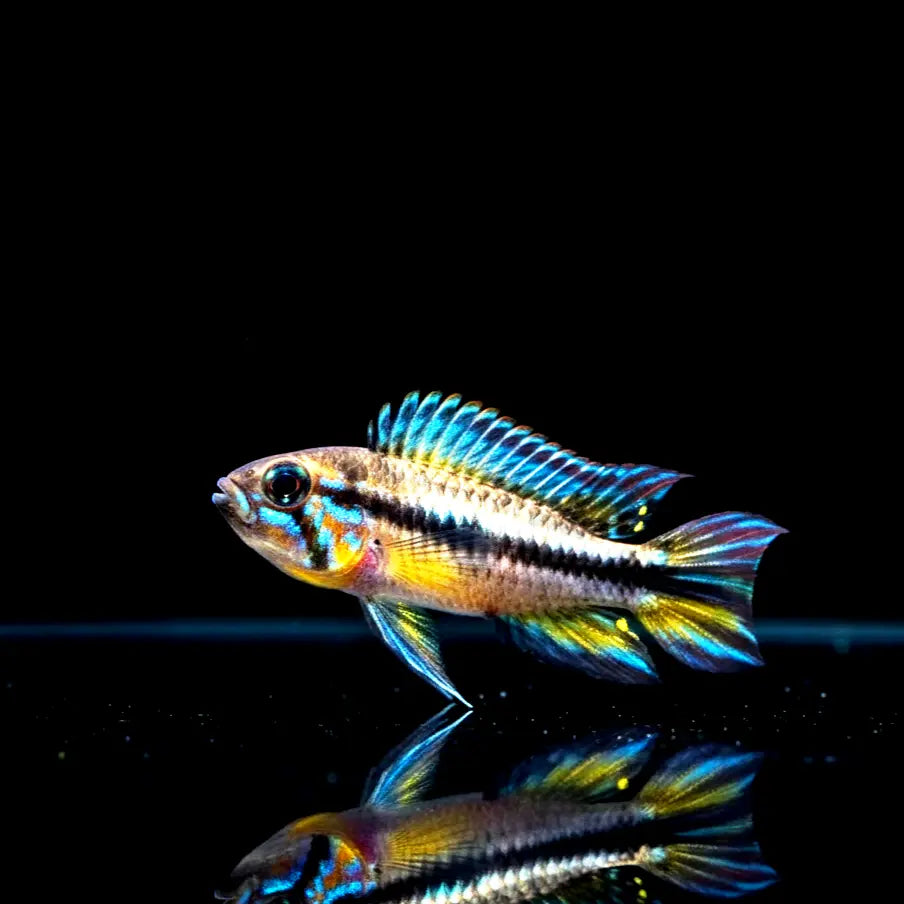 Apistogramma mendezi AquaTimo