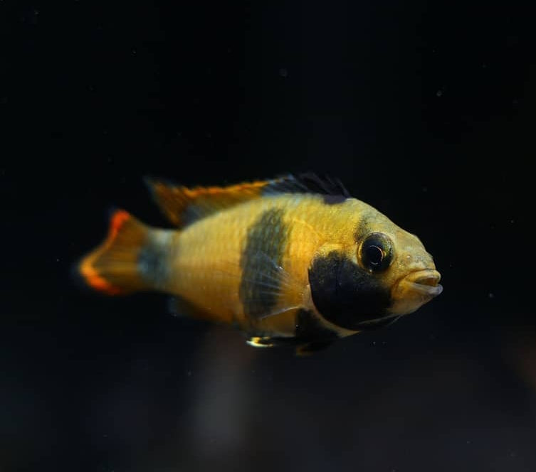 Panda Zwergbuntbarsch – Apistogramma nijsseni 🐼💛