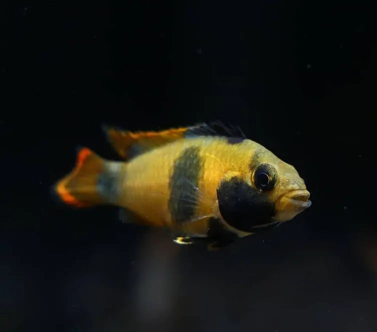 Panda Zwergbuntbarsch – Apistogramma nijsseni 🐼💛 AquaTimo