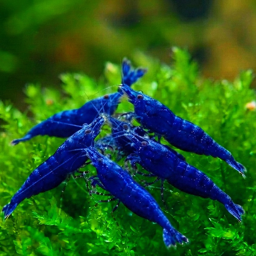 Neocaridina davidi - 💙 Blue Dream Garnele