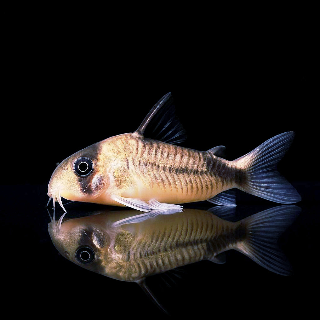 Kopfbinden-Panzerwels – Hoplisoma (Corydoras) melini 🐠🖤