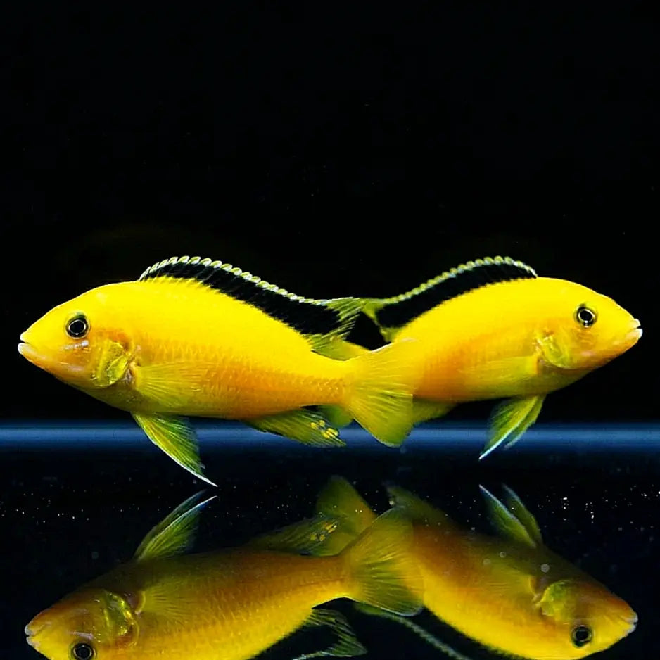 Labidochromis caeruleus "Yellow" – Der strahlend gelbe Klassiker im Malawi-Aquarium AquaTimo